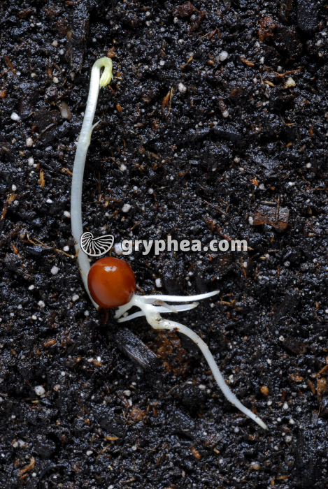 Pois de senteur (Lathyrus odoratus) - Germination de la graine (4ème jour) - gryphea.org